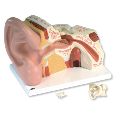 Giant Ear Model, 5 Times Full Size (3-Part) - LabWorld.co.uk